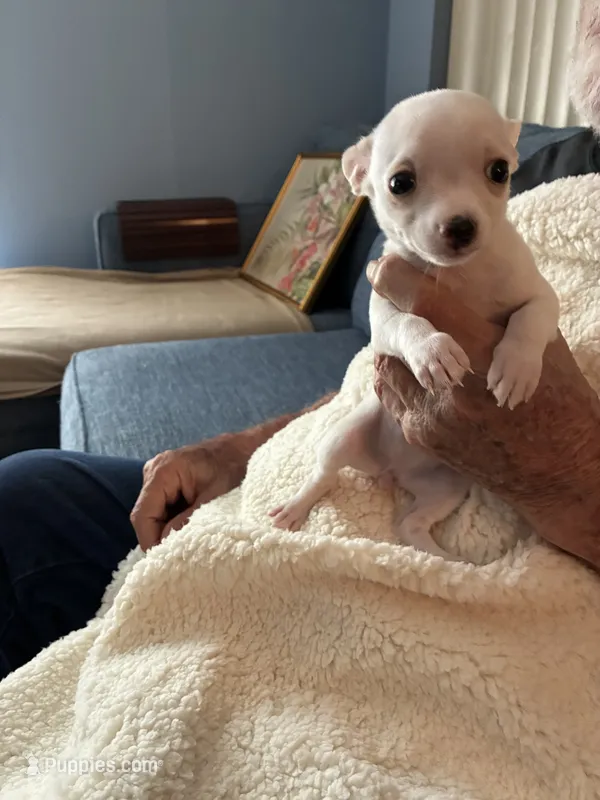 Puppy2 – Chihuahua puppy for sale in Coconut Creek, FL