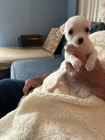 Puppy2, a female Chihuahua for sale in Coconut Creek, FL – 5 of 6