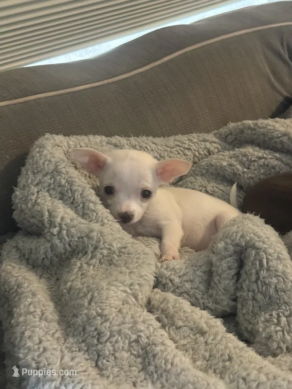 Puppy2 – Chihuahua puppy for sale in Coconut Creek, FL