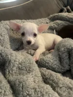 Puppy2, a female Chihuahua for sale in Coconut Creek, FL – 2 of 6