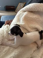 Puppy1, a male Chihuahua for sale in Coconut Creek, FL – 5 of 6
