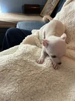 Puppy2, a female Chihuahua for sale in Coconut Creek, FL – 6 of 6
