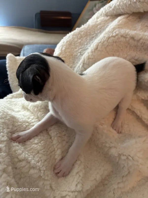 Puppy1 – Chihuahua puppy for sale in Coconut Creek, FL