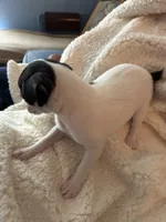 Puppy1, a male Chihuahua for sale in Coconut Creek, FL – 1 of 6
