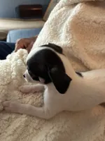 Puppy1, a male Chihuahua for sale in Coconut Creek, FL – 4 of 6