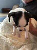 Puppy1, a male Chihuahua for sale in Coconut Creek, FL – 6 of 6