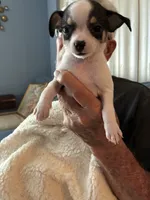 Puppy1, a male Chihuahua for sale in Coconut Creek, FL – 2 of 6
