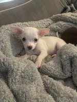 Puppy2, a female Chihuahua for sale in Coconut Creek, FL – 3 of 6
