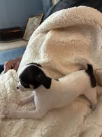 Puppy1, a male Chihuahua for sale in Coconut Creek, FL – 3 of 6