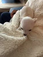 Puppy2, a female Chihuahua for sale in Coconut Creek, FL – 4 of 6