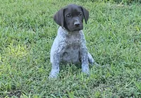 Aurura , a female German Shorthaired Pointer for sale in Thayer, MO – 5 of 5