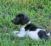 Belle, a female German Shorthaired Pointer for sale in Thayer, MO – 4 of 4