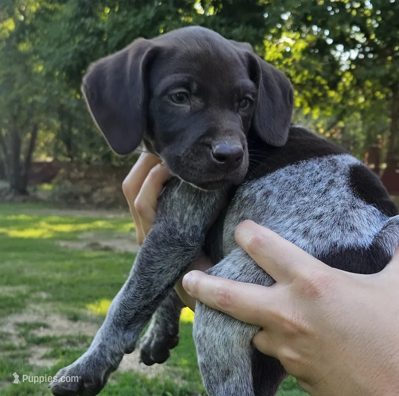Tiana  – German Shorthaired Pointer puppy for sale in Thayer, MO