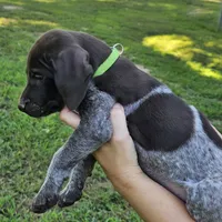 Tiana , a female German Shorthaired Pointer for sale in Thayer, MO – 3 of 3