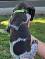 Tiana , a female German Shorthaired Pointer for sale in Thayer, MO – 2 of 3