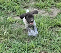 Aurura , a female German Shorthaired Pointer for sale in Thayer, MO – 3 of 5
