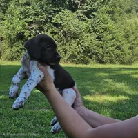 Belle, a female German Shorthaired Pointer for sale in Thayer, MO – 3 of 4
