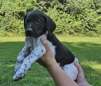 Belle, a female German Shorthaired Pointer for sale in Thayer, MO – 2 of 4