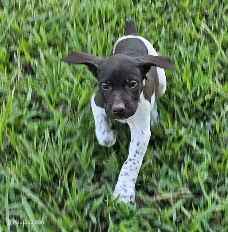 Belle – German Shorthaired Pointer puppy for sale in Thayer, MO