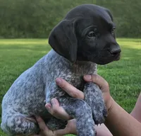 Aurura , a female German Shorthaired Pointer for sale in Thayer, MO – 2 of 5