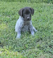Aurura , a female German Shorthaired Pointer for sale in Thayer, MO – 4 of 5