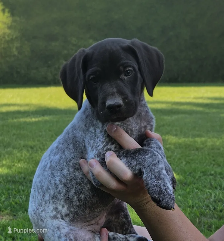 Aurura  – German Shorthaired Pointer puppy for sale in Thayer, MO