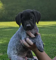 Aurura , a female German Shorthaired Pointer for sale in Thayer, MO – 1 of 5