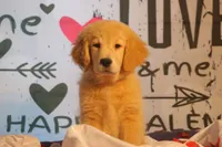 U name Him, a male Golden Retriever for sale in Rocky Face, GA – Photo 1 of 6