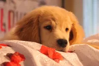 U name Him, a male Golden Retriever for sale in Rocky Face, GA – Photo 2 of 6