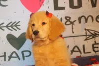 U name Him, a male Golden Retriever for sale in Rocky Face, GA – Photo 3 of 6