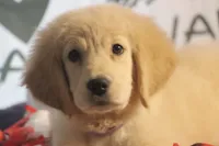 Female, a female Golden Retriever for sale in Rocky Face, GA – Photo 1 of 5