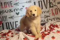 Female, a female Golden Retriever for sale in Rocky Face, GA – Photo 2 of 5