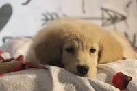 Female, a female Golden Retriever for sale in Rocky Face, GA – Photo 5 of 5