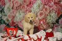 Female, a female Golden Retriever for sale in Rocky Face, GA – Photo 3 of 5