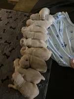 Everything’s Golden Farms, a female Golden Retriever for sale in Rocky Face, GA – Photo 4 of 4