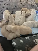 Everything’s Golden Farms, a female Golden Retriever for sale in Rocky Face, GA – Photo 3 of 4