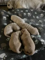 Everything’s Golden Farms, a female Golden Retriever for sale in Rocky Face, GA – Photo 1 of 4