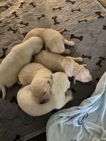 Everything’s Golden Farms, a female Golden Retriever for sale in Rocky Face, GA – Photo 2 of 4