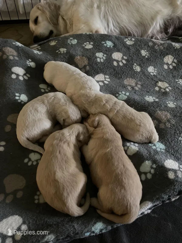Everything’s Golden Farms, a male Golden Retriever for sale in Rocky Face, GA – Photo 1 of 4