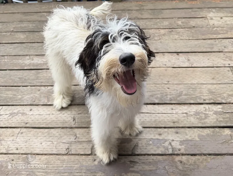 Lady – Goldendoodle, Labrador Retriever puppy for sale in Puyallup, WA