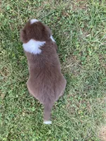 Diamond, a female Australian Shepherd and Border Collie for sale in Townshend, VT – 5 of 5