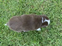 Ruby, a female Australian Shepherd and Border Collie for sale in Townshend, VT – 6 of 6