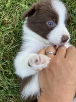 Amber, a female Australian Shepherd and Border Collie for sale in Townshend, VT – 3 of 6