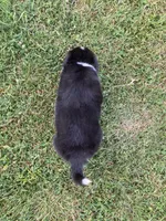 Obsidian, a male Australian Shepherd and Border Collie for sale in Townshend, VT – 5 of 5