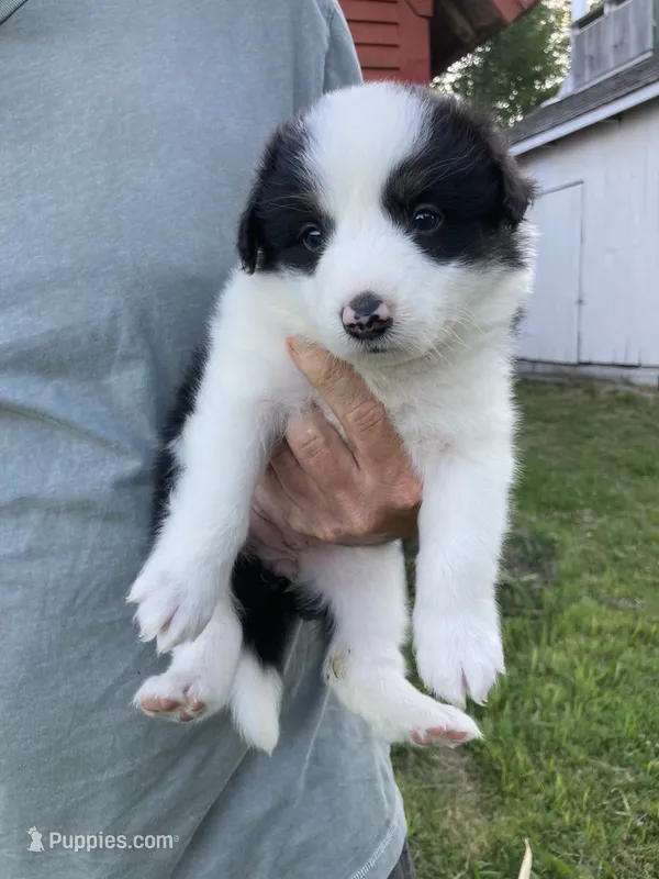 Pearl – Australian Shepherd, Border Collie puppy for sale in Townshend, VT