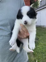 Pearl, a female Australian Shepherd and Border Collie for sale in Townshend, VT – 1 of 7