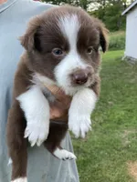 Diamond, a female Australian Shepherd and Border Collie for sale in Townshend, VT – 2 of 5