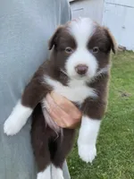 Ruby, a female Australian Shepherd and Border Collie for sale in Townshend, VT – 1 of 6