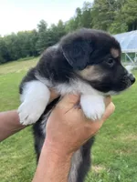 Obsidian, a male Australian Shepherd and Border Collie for sale in Townshend, VT – 3 of 5