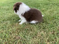 Amber, a female Australian Shepherd and Border Collie for sale in Townshend, VT – 5 of 6